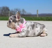 Minty, a female French Bulldog for sale in Fresno, OH – Photo 4 of 7