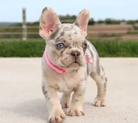 Rosie, a female French Bulldog for sale in Fresno, OH – Photo 2 of 7