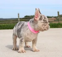 Rosie, a female French Bulldog for sale in Fresno, OH – Photo 6 of 7