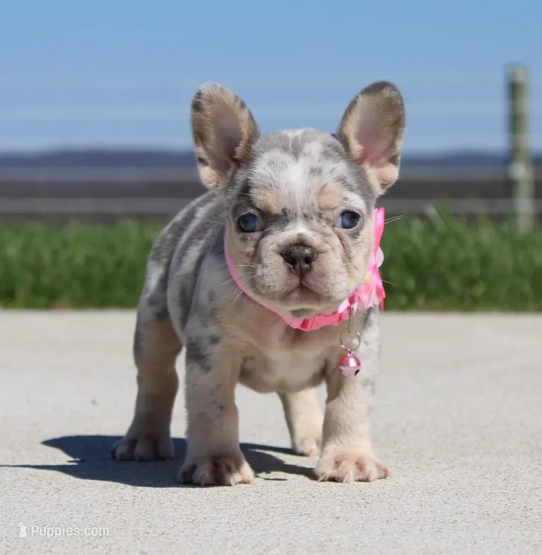 Minty – French Bulldog puppy for sale in Fresno, OH