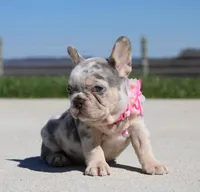 Minty, a female French Bulldog for sale in Fresno, OH – Photo 5 of 7