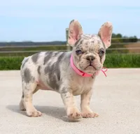 Rosie, a female French Bulldog for sale in Fresno, OH – Photo 3 of 7