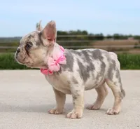 Rosie, a female French Bulldog for sale in Fresno, OH – Photo 7 of 7