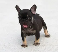 Hershy, a male French Bulldog for sale in Fresno, OH – 3 of 7