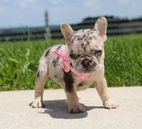 Bonnie, a female French Bulldog for sale in Fresno, OH – 4 of 6