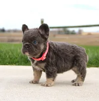 Daisy, a female French Bulldog for sale in Fresno, OH – Photo 7 of 9