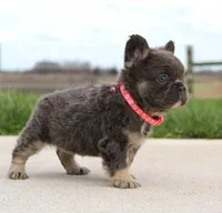 Daisy, a female French Bulldog for sale in Fresno, OH – Photo 3 of 9