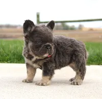Daisy, a female French Bulldog for sale in Fresno, OH – Photo 6 of 9
