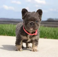 Daisy, a female French Bulldog for sale in Fresno, OH – Photo 5 of 9