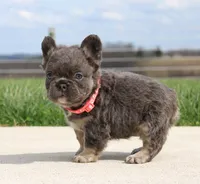 Daisy, a female French Bulldog for sale in Fresno, OH – Photo 4 of 9