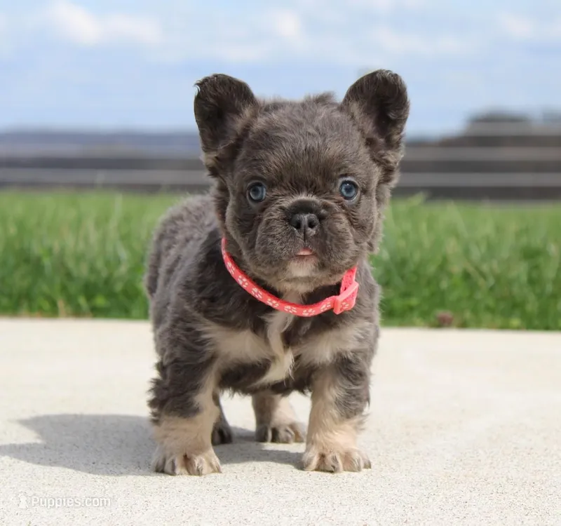 Daisy – French Bulldog puppy for sale in Fresno, OH