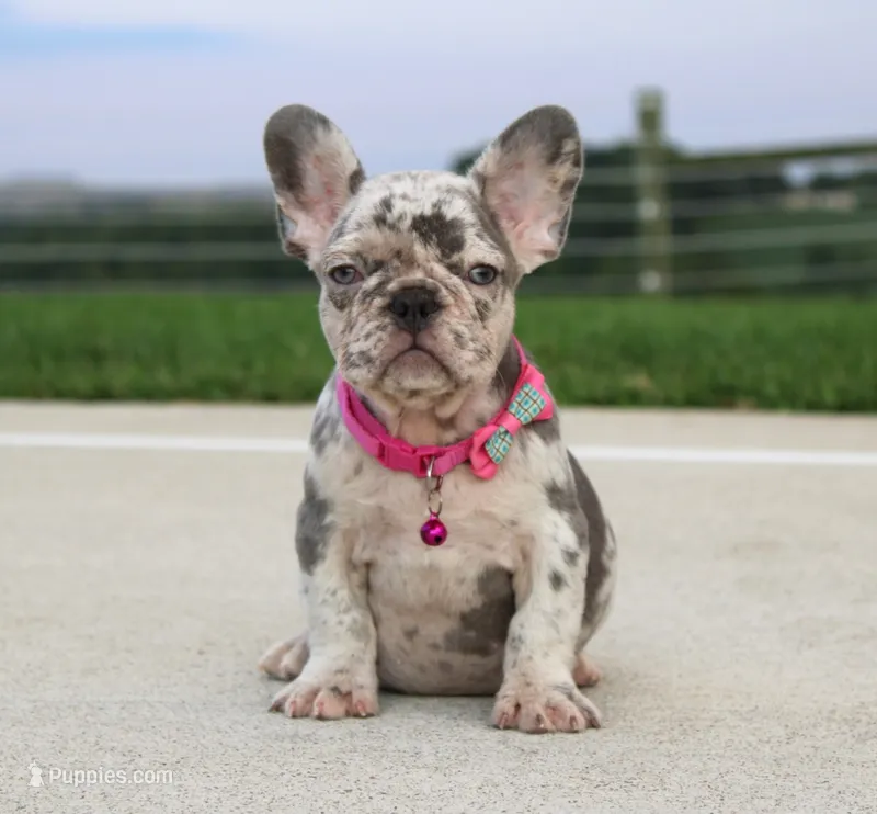 Lola – French Bulldog puppy for sale in Fresno, OH