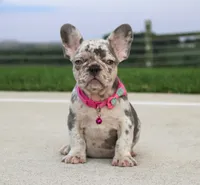 Lola, a female French Bulldog for sale in Fresno, OH – 1 of 6
