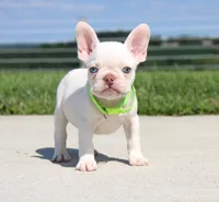 Ace, a male French Bulldog for sale in Fresno, OH – 5 of 7