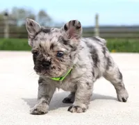 Mitch, a male French Bulldog for sale in Fresno, OH – Photo 5 of 8