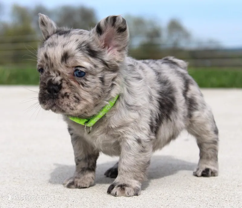 Mitch – French Bulldog puppy for sale in Fresno, OH