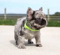 Mitch, a male French Bulldog for sale in Fresno, OH – Photo 3 of 8