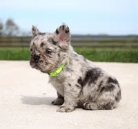 Mitch, a male French Bulldog for sale in Fresno, OH – Photo 2 of 8