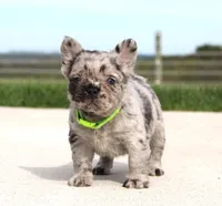 Mitch, a male French Bulldog for sale in Fresno, OH – Photo 4 of 8