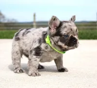 Mitch, a male French Bulldog for sale in Fresno, OH – Photo 6 of 8