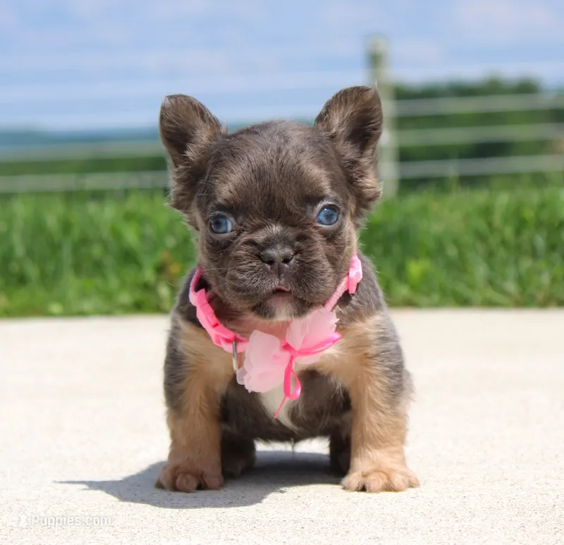 Jana – French Bulldog puppy for sale in Fresno, OH