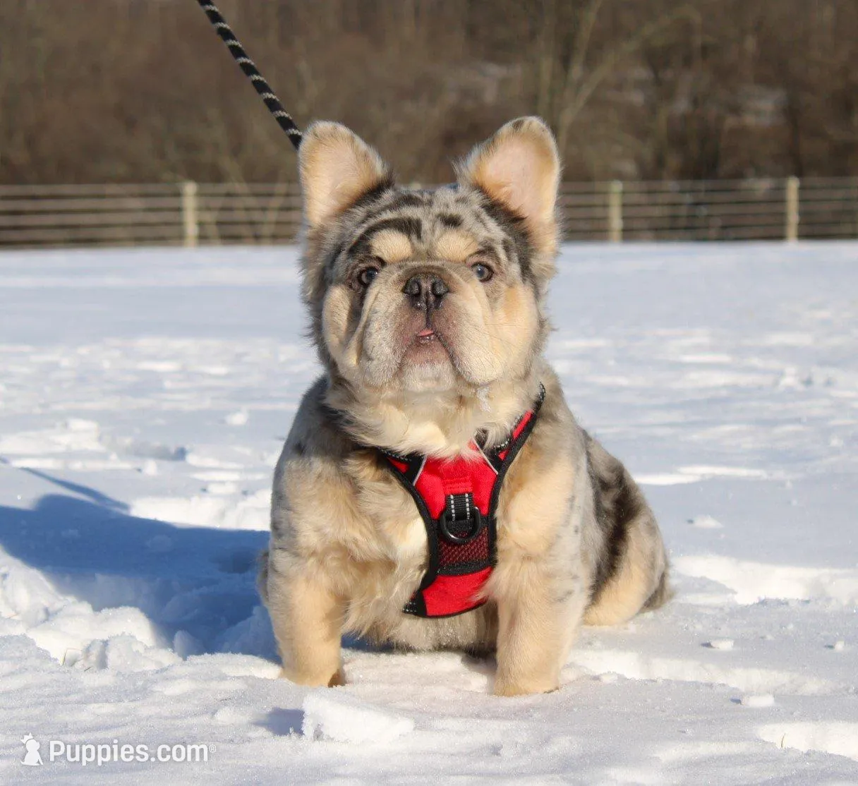 Bentley, a male French Bulldog for sale in Fresno, OH – Photo 5 of 6