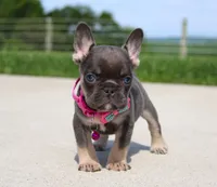 Stella, a female French Bulldog for sale in Fresno, OH – 1 of 6
