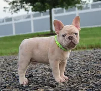 Mack, a male French Bulldog for sale in Fresno, OH – 5 of 6