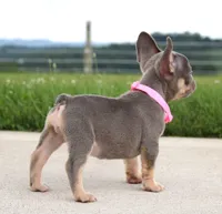 Penny, a female French Bulldog for sale in Fresno, OH – 2 of 7