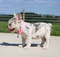 Pearl, a female French Bulldog for sale in Fresno, OH – 3 of 8