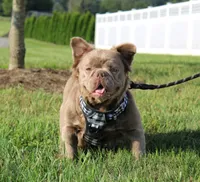 Bella, a female French Bulldog for sale in Fresno, OH – 6 of 6