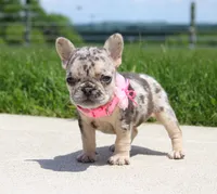 Bonnie, a female French Bulldog for sale in Fresno, OH – 2 of 6