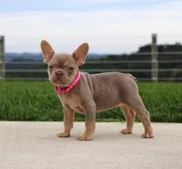 Tanya, a female French Bulldog for sale in Fresno, OH – 3 of 7