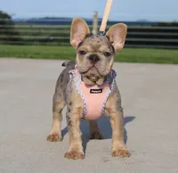 Minty, a female French Bulldog for sale in Fresno, OH – 3 of 5