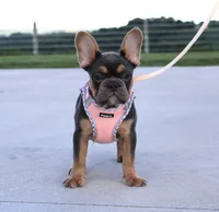 Sasha, a female French Bulldog for sale in Fresno, OH – 3 of 5