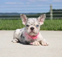 Pearl, a female French Bulldog for sale in Fresno, OH – 6 of 8