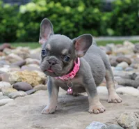 Polly (SOLD), a female French Bulldog for sale in Fresno, OH – 1 of 4