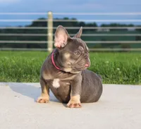 Porcha, a female French Bulldog for sale in Fresno, OH – 2 of 9