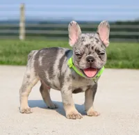 Winston, a male French Bulldog for sale in Fresno, OH – 2 of 7