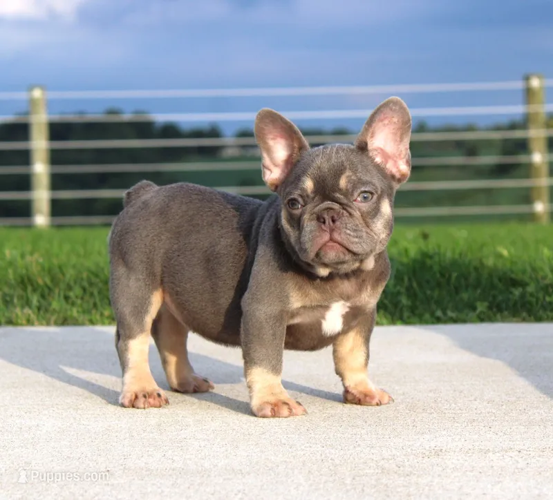 Porcha – French Bulldog puppy for sale in Fresno, OH