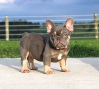 Porcha, a female French Bulldog for sale in Fresno, OH – 1 of 9