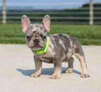 Winston, a male French Bulldog for sale in Fresno, OH – 3 of 7