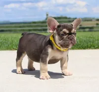 Winston (SOLD), a male French Bulldog for sale in Fresno, OH – 5 of 7