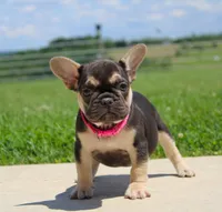 Mocha, a female French Bulldog for sale in Fresno, OH – 4 of 8