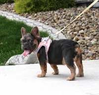 Jana, a female French Bulldog for sale in Fresno, OH – 4 of 10