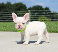 Ace, a male French Bulldog for sale in Fresno, OH – 1 of 7