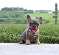 Polly (SOLD), a female French Bulldog for sale in Fresno, OH – 2 of 4