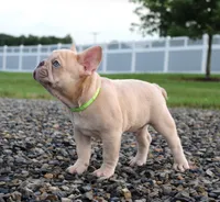 Mack, a male French Bulldog for sale in Fresno, OH – 4 of 6