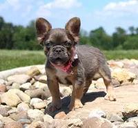 Jana, a female French Bulldog for sale in Fresno, OH – 4 of 10