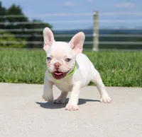 Ace, a male French Bulldog for sale in Fresno, OH – 2 of 7
